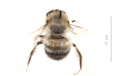 Anthophore à face noire Anthophora atriceps Pérez, 1879