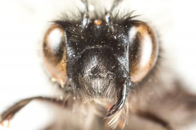 Anthophore à face noire Anthophora atriceps Pérez, 1879