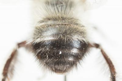 Anthophore à face noire Anthophora atriceps Pérez, 1879