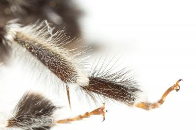 Anthophore à face noire Anthophora atriceps Pérez, 1879