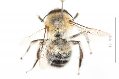 Grande anthophore biciliée Anthophora affinis Brullé, 1832