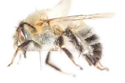 Grande anthophore biciliée Anthophora affinis Brullé, 1832