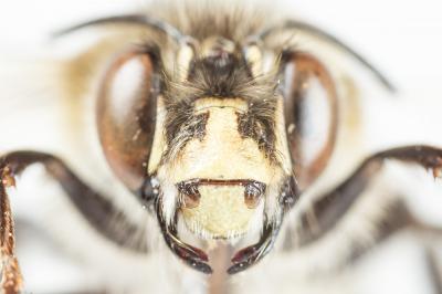 Grande anthophore biciliée Anthophora affinis Brullé, 1832