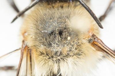 Grande anthophore biciliée Anthophora affinis Brullé, 1832