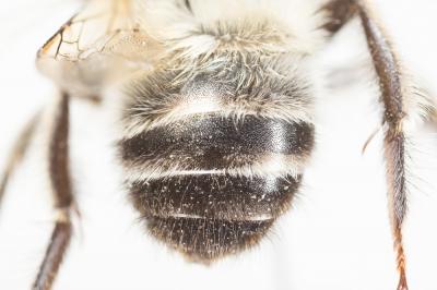 Grande anthophore biciliée Anthophora affinis Brullé, 1832