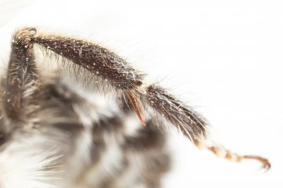 Grande anthophore biciliée Anthophora affinis Brullé, 1832