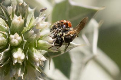  Hylaeus variegatus (Fabricius, 1798)