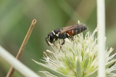  Hylaeus variegatus (Fabricius, 1798)