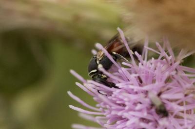  Hylaeus variegatus (Fabricius, 1798)