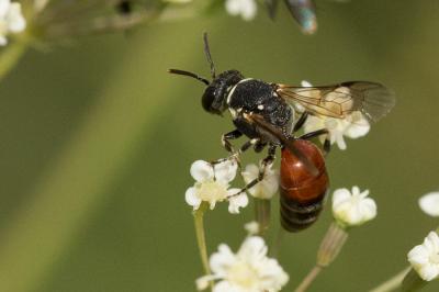  Hylaeus variegatus (Fabricius, 1798)