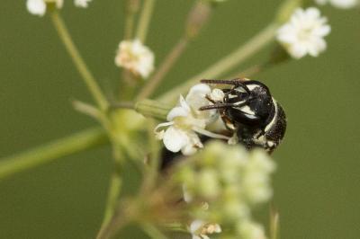  Hylaeus variegatus (Fabricius, 1798)