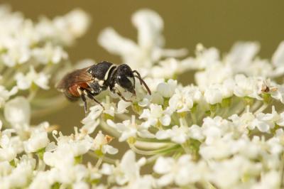  Hylaeus variegatus (Fabricius, 1798)