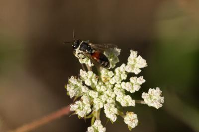  Hylaeus variegatus (Fabricius, 1798)