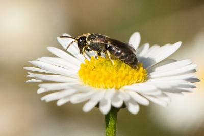  Hylaeus variegatus (Fabricius, 1798)