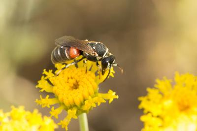  Hylaeus variegatus (Fabricius, 1798)