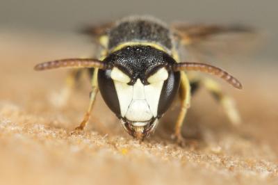  Hylaeus variegatus (Fabricius, 1798)