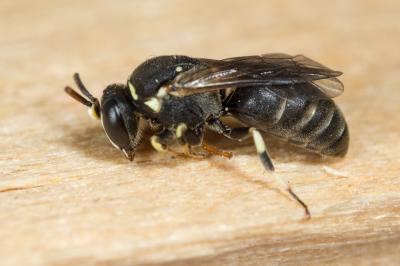  Hylaeus variegatus (Fabricius, 1798)