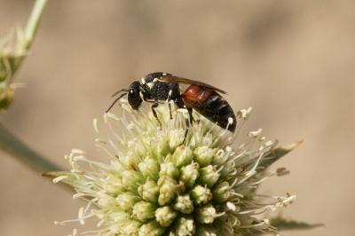  Hylaeus variegatus (Fabricius, 1798)