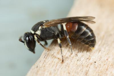  Hylaeus variegatus (Fabricius, 1798)