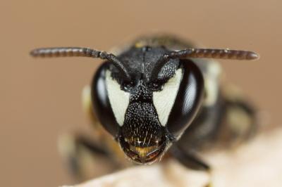  Hylaeus variegatus (Fabricius, 1798)