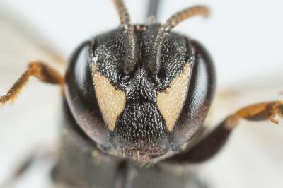  Hylaeus variegatus (Fabricius, 1798)