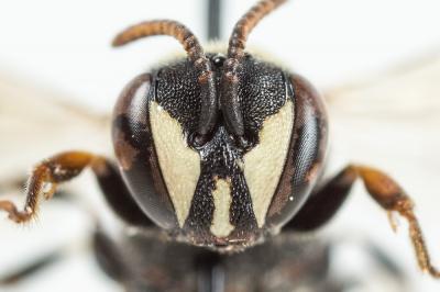  Hylaeus variegatus (Fabricius, 1798)