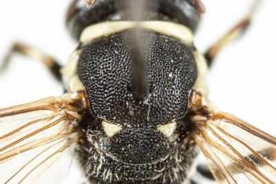  Hylaeus variegatus (Fabricius, 1798)