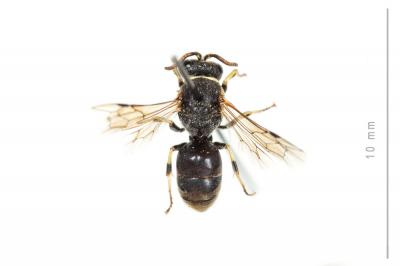  Hylaeus variegatus (Fabricius, 1798)