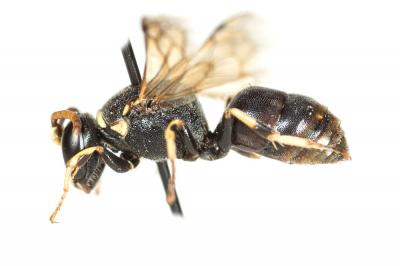  Hylaeus variegatus (Fabricius, 1798)