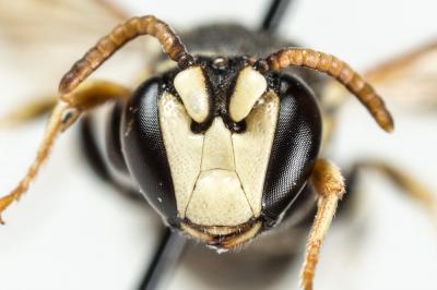  Hylaeus variegatus (Fabricius, 1798)