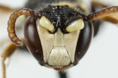  Hylaeus variegatus (Fabricius, 1798)