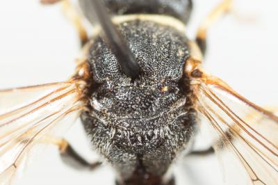  Hylaeus variegatus (Fabricius, 1798)