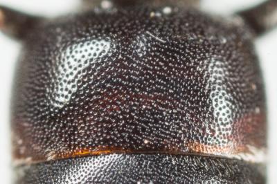  Hylaeus variegatus (Fabricius, 1798)