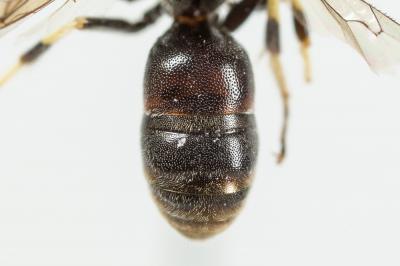  Hylaeus variegatus (Fabricius, 1798)