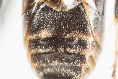  Hylaeus variegatus (Fabricius, 1798)