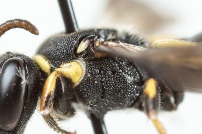  Hylaeus trinotatus (Pérez, 1895)