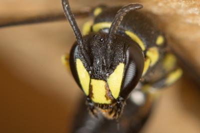  Hylaeus trinotatus (Pérez, 1895)