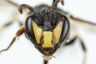  Hylaeus trinotatus (Pérez, 1895)