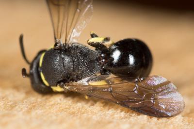  Hylaeus trinotatus (Pérez, 1895)