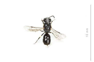  Hylaeus taeniolatus Förster, 1871