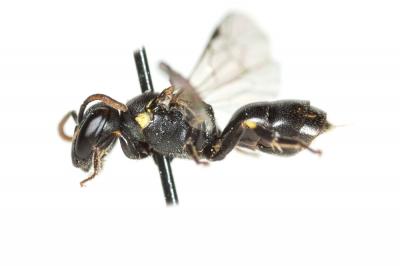  Hylaeus taeniolatus Förster, 1871