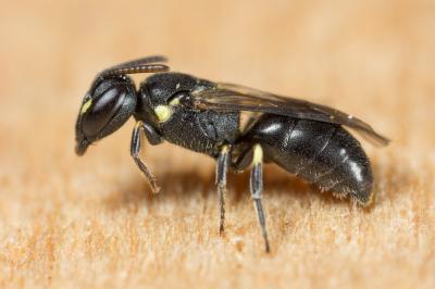  Hylaeus taeniolatus Förster, 1871