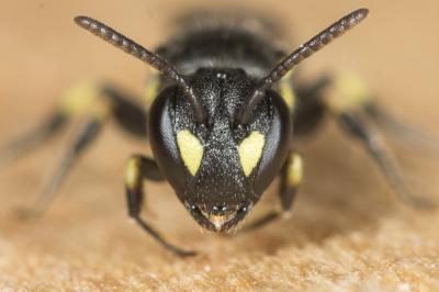  Hylaeus taeniolatus Förster, 1871