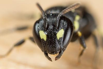  Hylaeus taeniolatus Förster, 1871