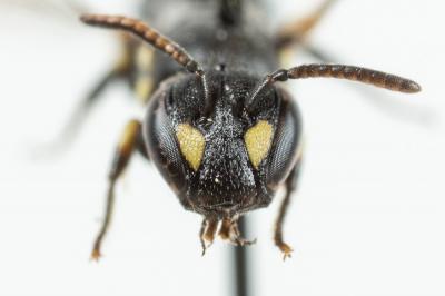  Hylaeus taeniolatus Förster, 1871