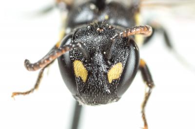  Hylaeus taeniolatus Förster, 1871