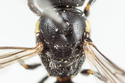  Hylaeus taeniolatus Förster, 1871