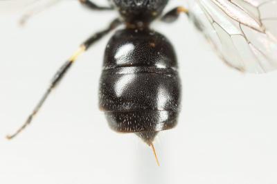  Hylaeus taeniolatus Förster, 1871