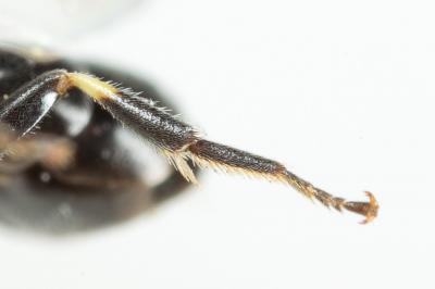  Hylaeus taeniolatus Förster, 1871