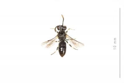  Hylaeus sinuatus (Schenck, 1853)